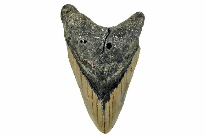 Bargain, Fossil Megalodon Tooth - North Carolina #274626
